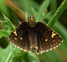Large Chequered Skipper - Heteropterus morpheus © Teresa Farino